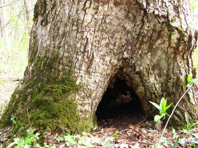 tree tunnel 
