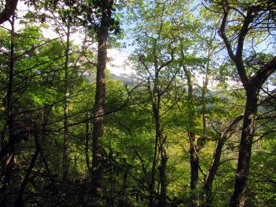 View of Grandfather Mtn from the campsite on the morning of Day 2
