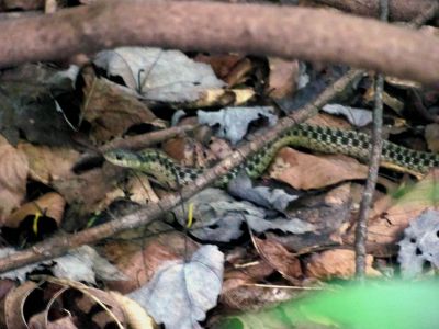 snake 
