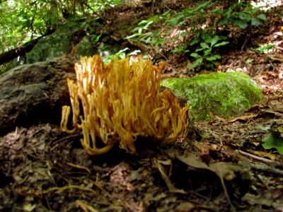 Fungus

