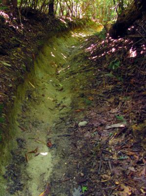 Trail through the Raider Camp Creek Hollow
