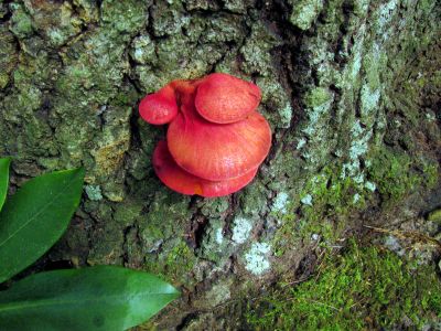 Colorful fungus
