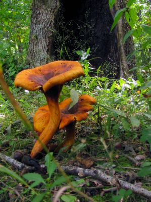 Fungus
