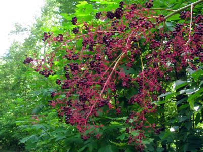 Berries
