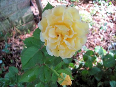 dad's yellow rose
