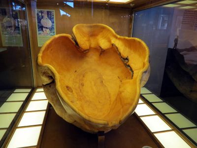 Large burl located inside the Grandfather Mountain Park museum taken 10-19-2012
