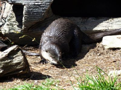 The otter enclosure at Grandfather Mountain State Park taken 10-19-2012
