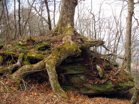 Gnarly tree growing over a rock