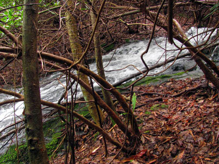 Upper Longarm Branch Falls