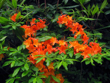 Flame Azaleas