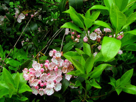 laurels