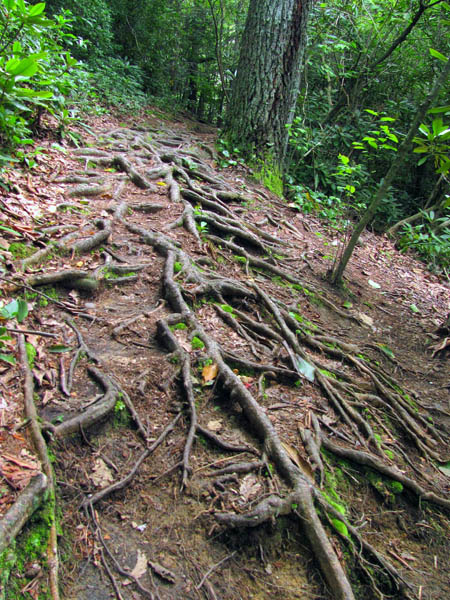 roots in trail
