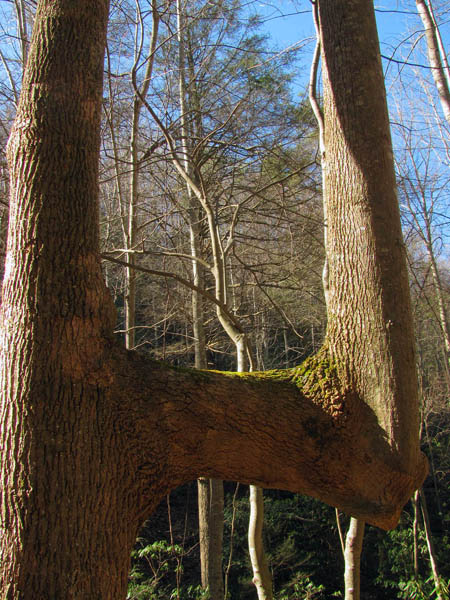 arm tree