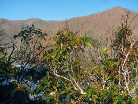 view