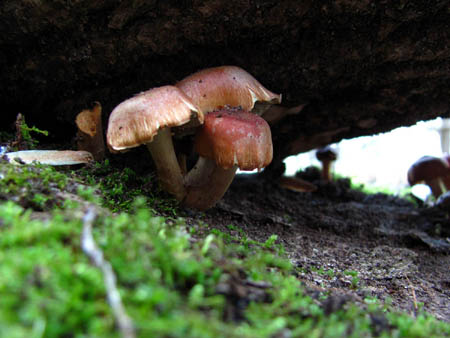 fungi 