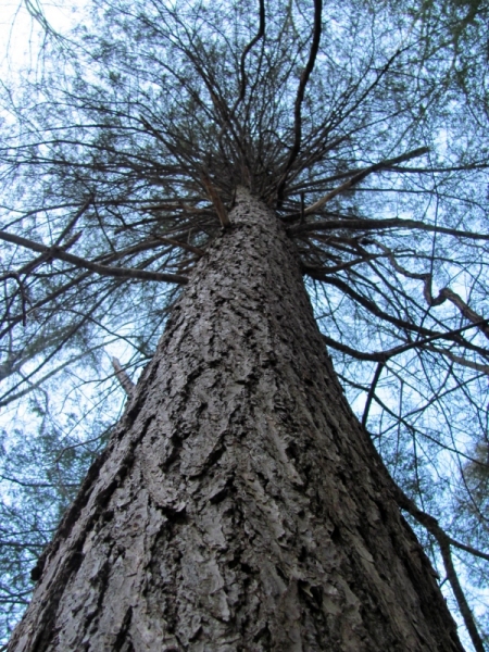 large pine tree