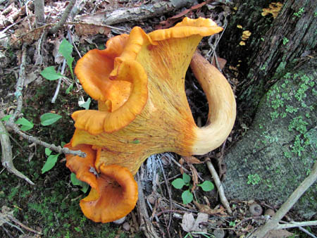 Orange Fungus Amongus