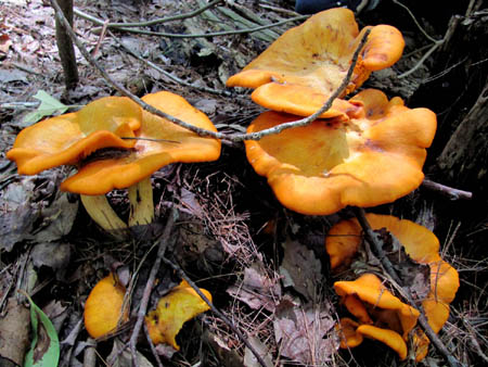 Yellow Fungi