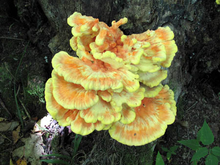 colorful fungus