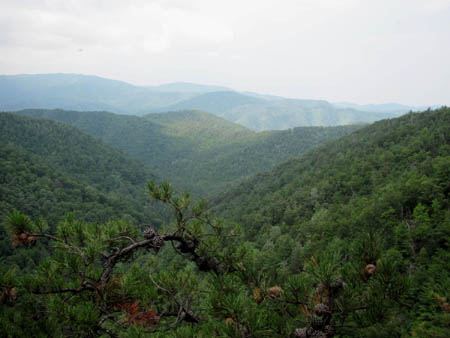 View from Jones Branch Overlook