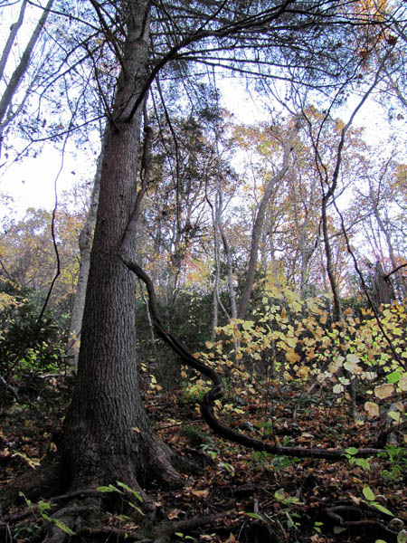 Tree near the Upper Sill Branch Falls