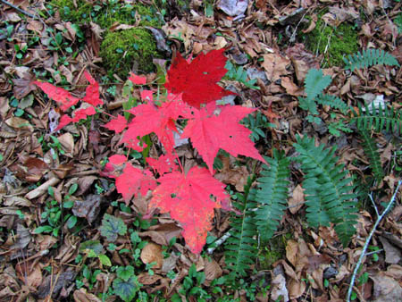 Red Maple and Ferns