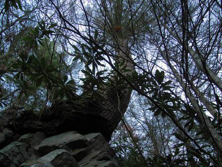 Huge tree growing on top of a large rock beside the trail (AT) 
