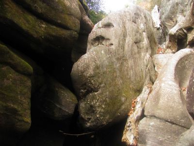 close up of the fish rock 
