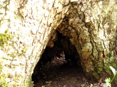 Looking thru the tree tunnel 
