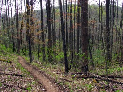 Trail looking South towards Brown Gap 
