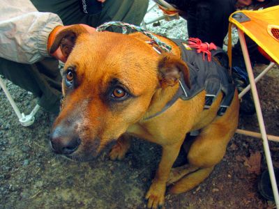 Hiker dog with a crawdad on its back ! 
