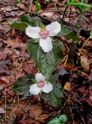 Gorgeous wildflowers were blooming everywhere.
