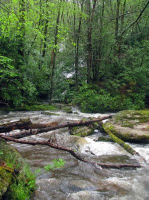 Looking at the waterfall across the swollen creek. 
