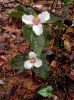 Filename=7415.jpg
Filesize=231KiB
Dimensions=800x1067
Date added=May 04, 2013 7415.jpg