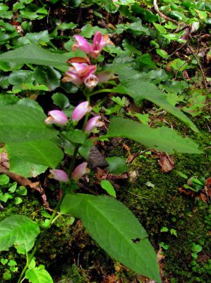 Bottle Gentian

