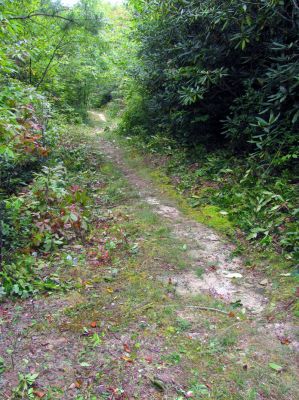 Trail after the work crew had cut it
