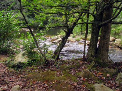 intersection of Lost Cove Creek and Gragg Prong Creek
