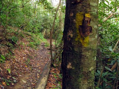 Trail beside Lost Cove Creek 
