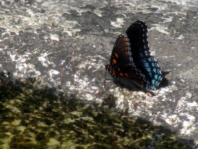 Butterflies enjoying the potholes at Huntfish Falls
