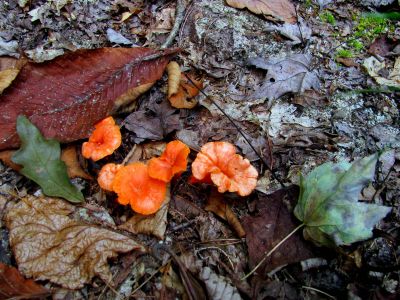 Fungus
