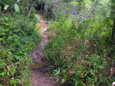 Trail beside Harper Creek
