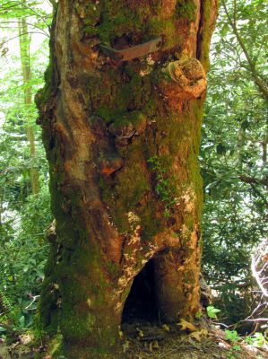 old piece of rusty metal found grown into a tree along the Raider Camp Creek Trail
