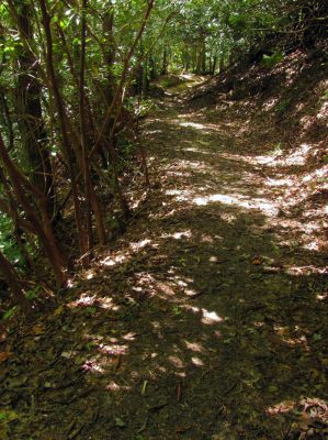 Trail through the Raider Camp Creek Hollow
