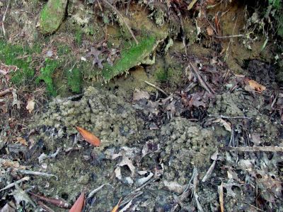 crayfish homes
