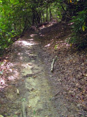 Trail through the Raider Camp Creek Hollow
