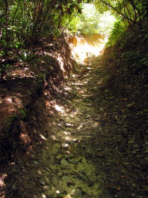 Trail through the Raider Camp Creek Hollow
