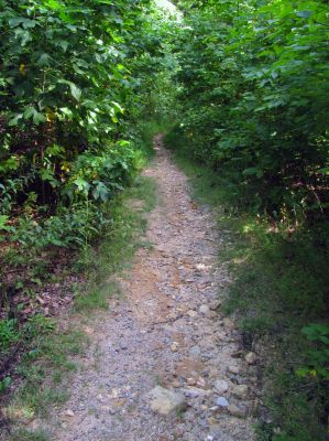 Trail on Chestnut Mountain
