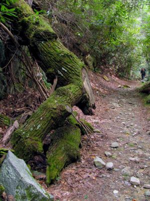 Trail leading down into Upper Creek 
