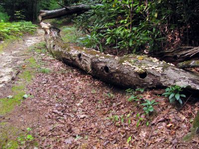 Trail leading down into Upper Creek 
