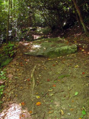 Trail leading out of Upper Creek up towards NC highway 181
